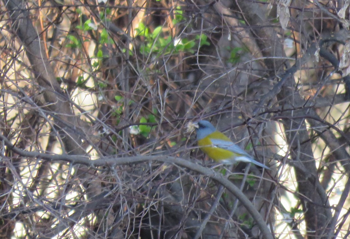 Gray-hooded Sierra Finch - ML175166641