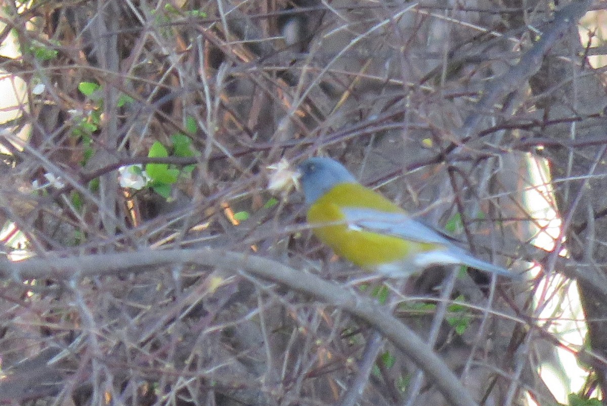 Gray-hooded Sierra Finch - G. Thomas Doerig