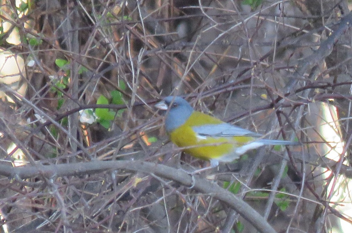 Gray-hooded Sierra Finch - ML175166781