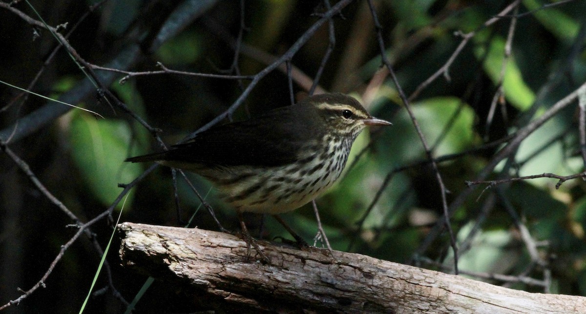 Northern Waterthrush - ML175167901