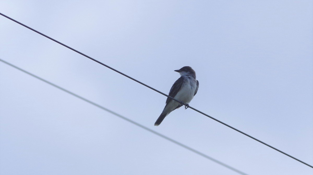 Eastern Kingbird - ML175169761