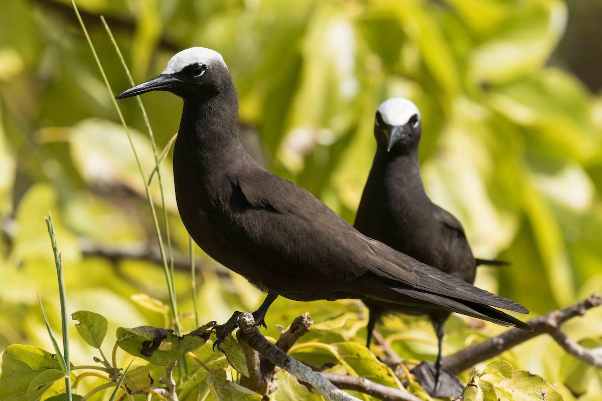 Black Noddy - Eric VanderWerf