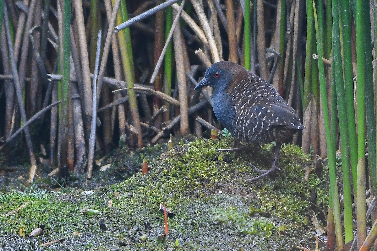 Black Rail (Junin) - Ben Sanders