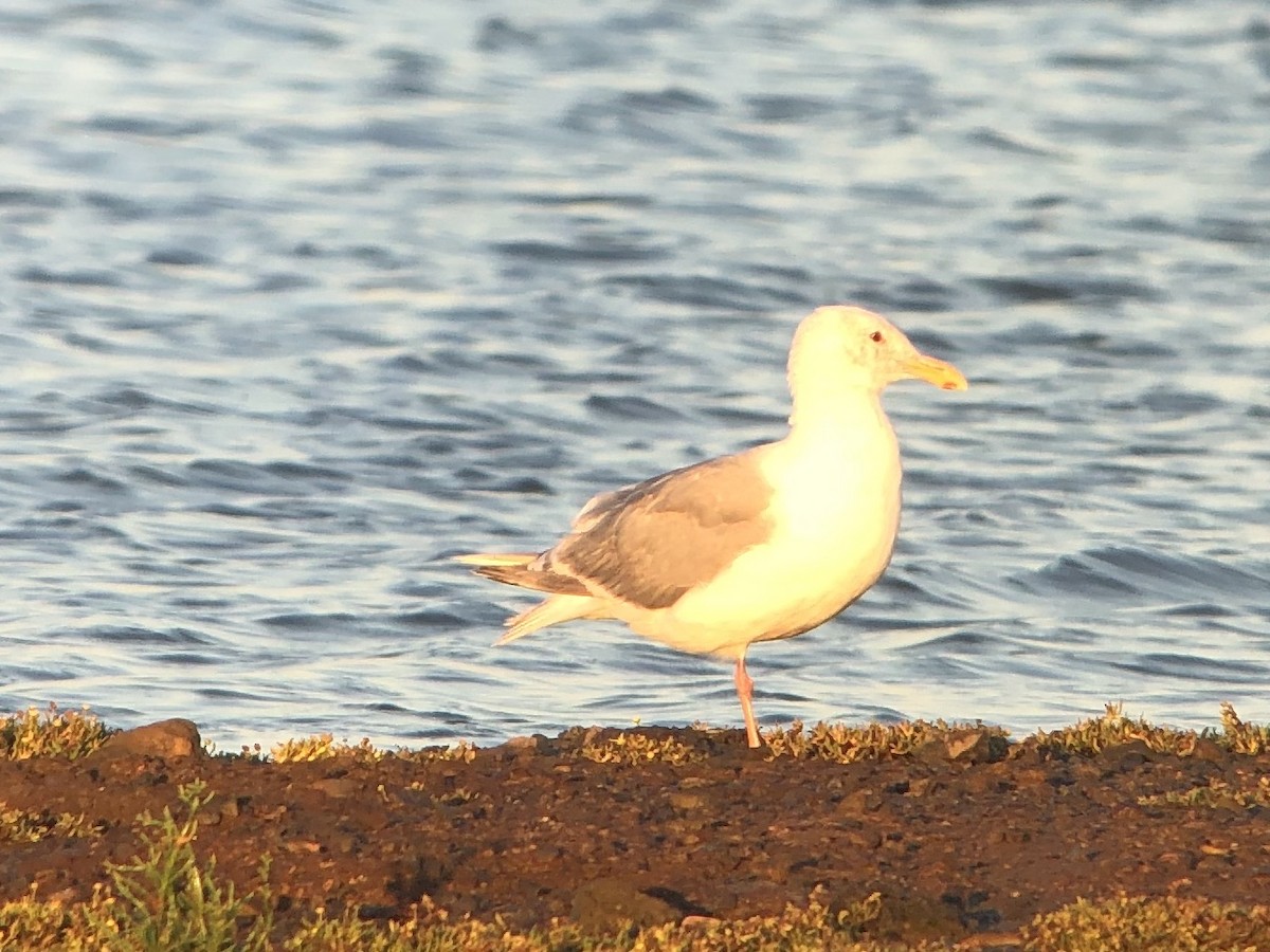 Glaucous-winged Gull - ML175173701