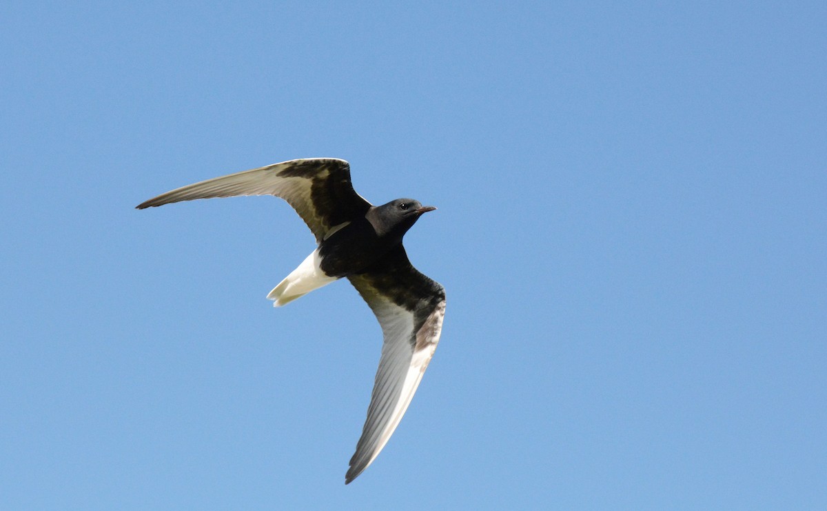 White-winged Tern - ML175174271