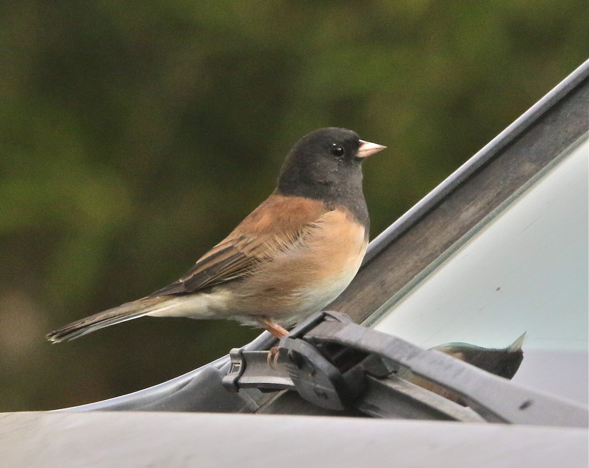 Dark-eyed Junco (Oregon) - ML175177491