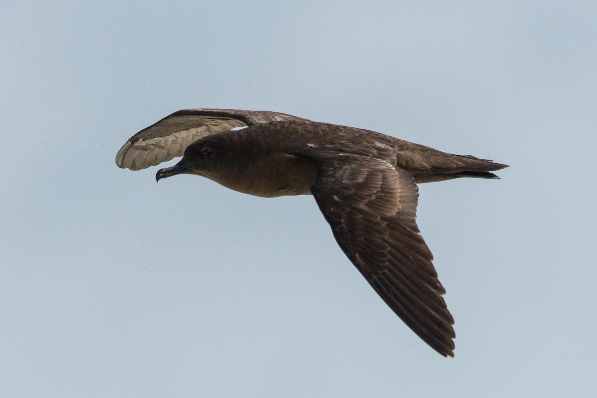 Christmas Shearwater - Eric VanderWerf