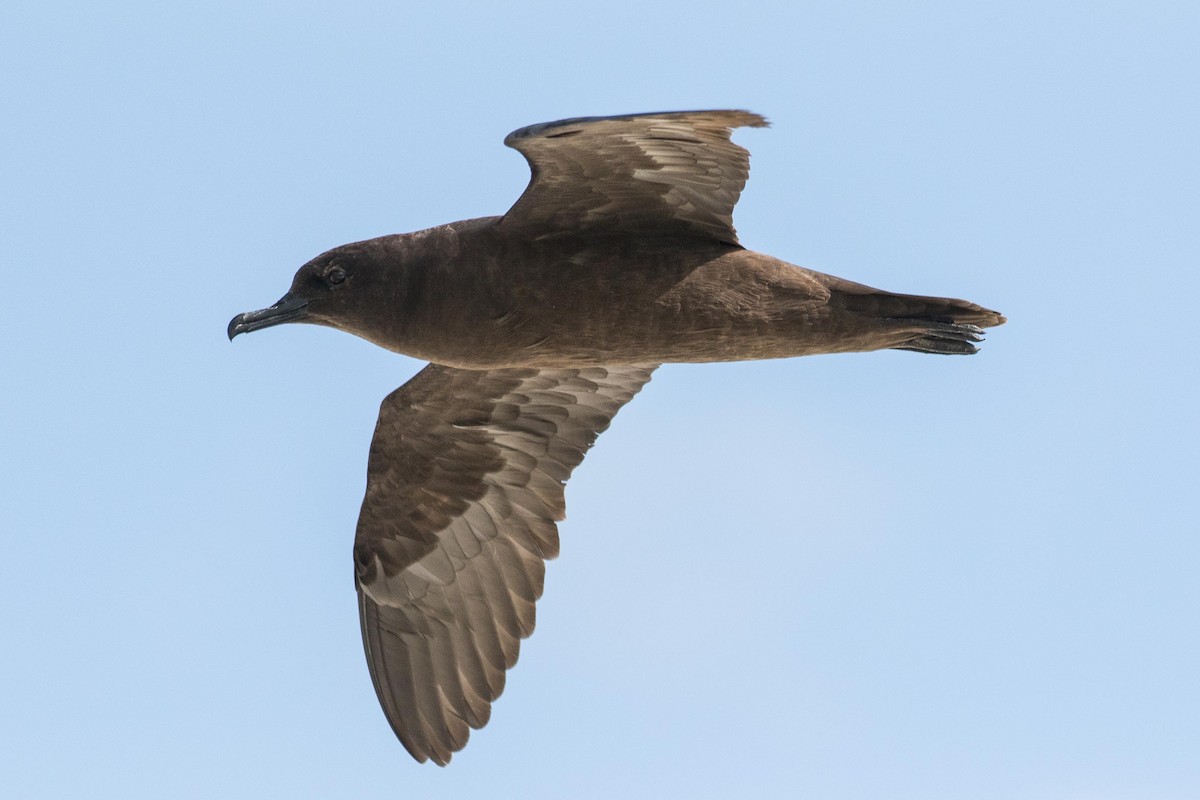 Christmas Shearwater - Eric VanderWerf