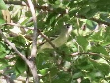 Cassinvireo - ML175181201