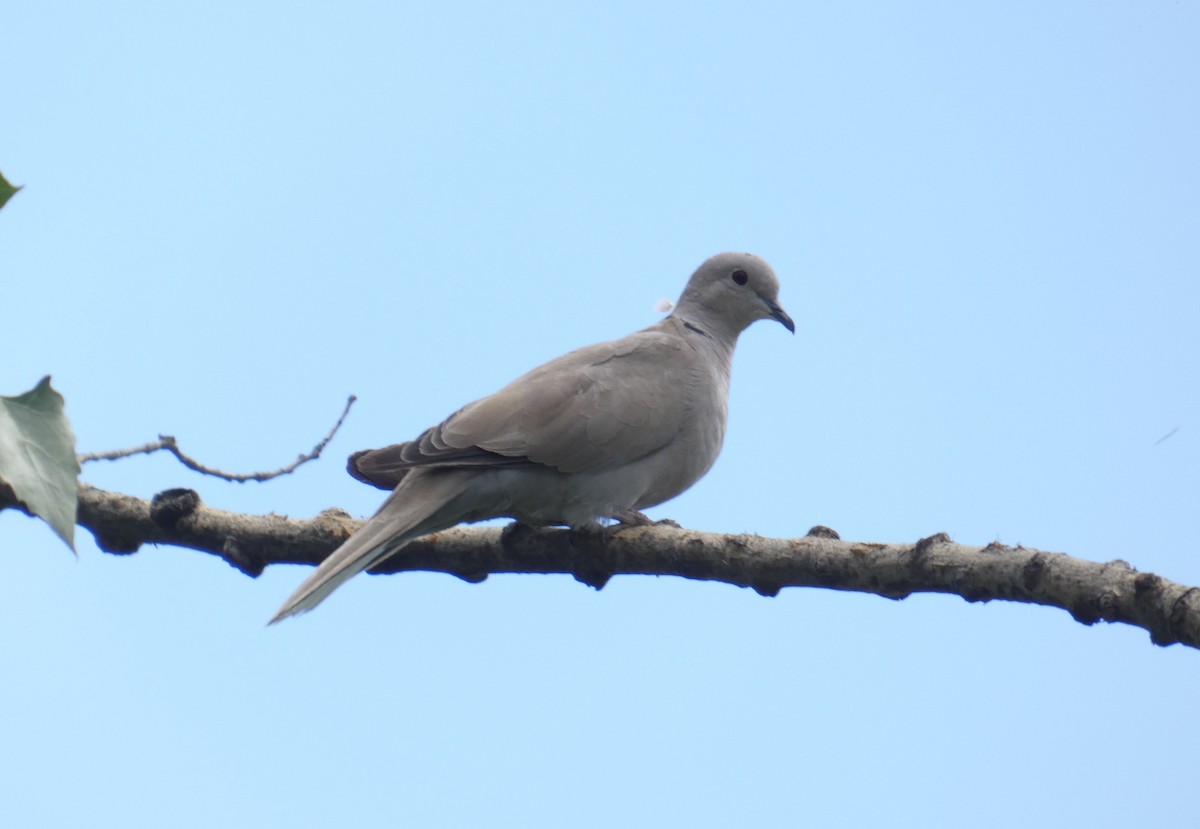 Eurasian Collared-Dove - ML175184271