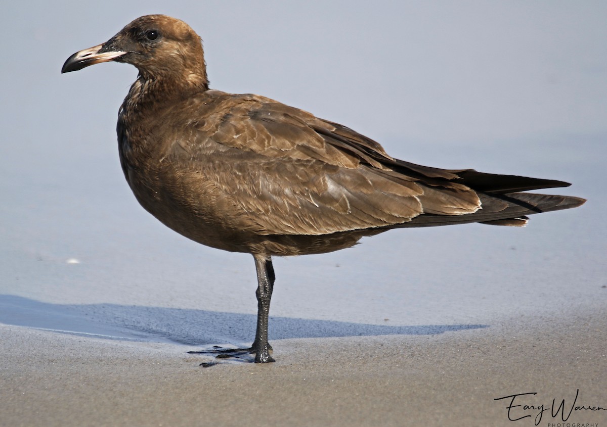 Heermann's Gull - Eary Warren