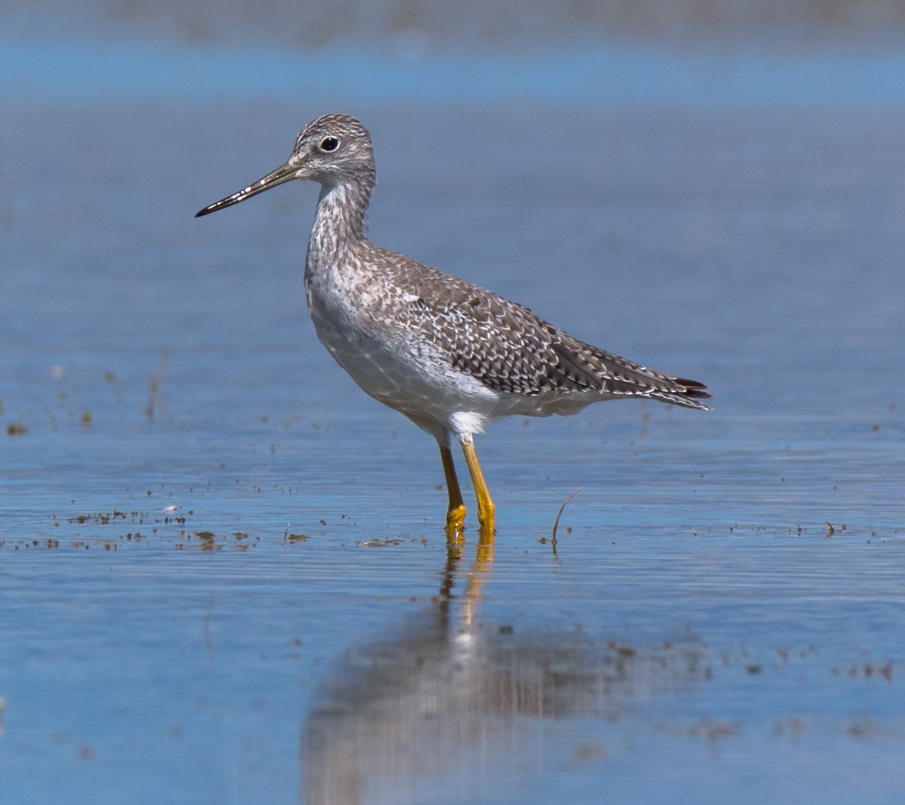 Greater Yellowlegs - Ann Mossman