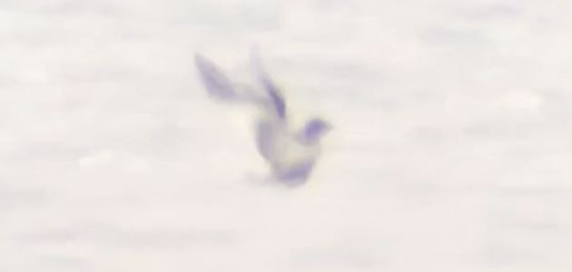 Вилохвостая чайка - ML175187981