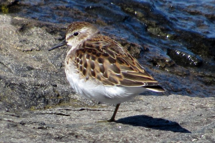 Least Sandpiper - Larry Neily