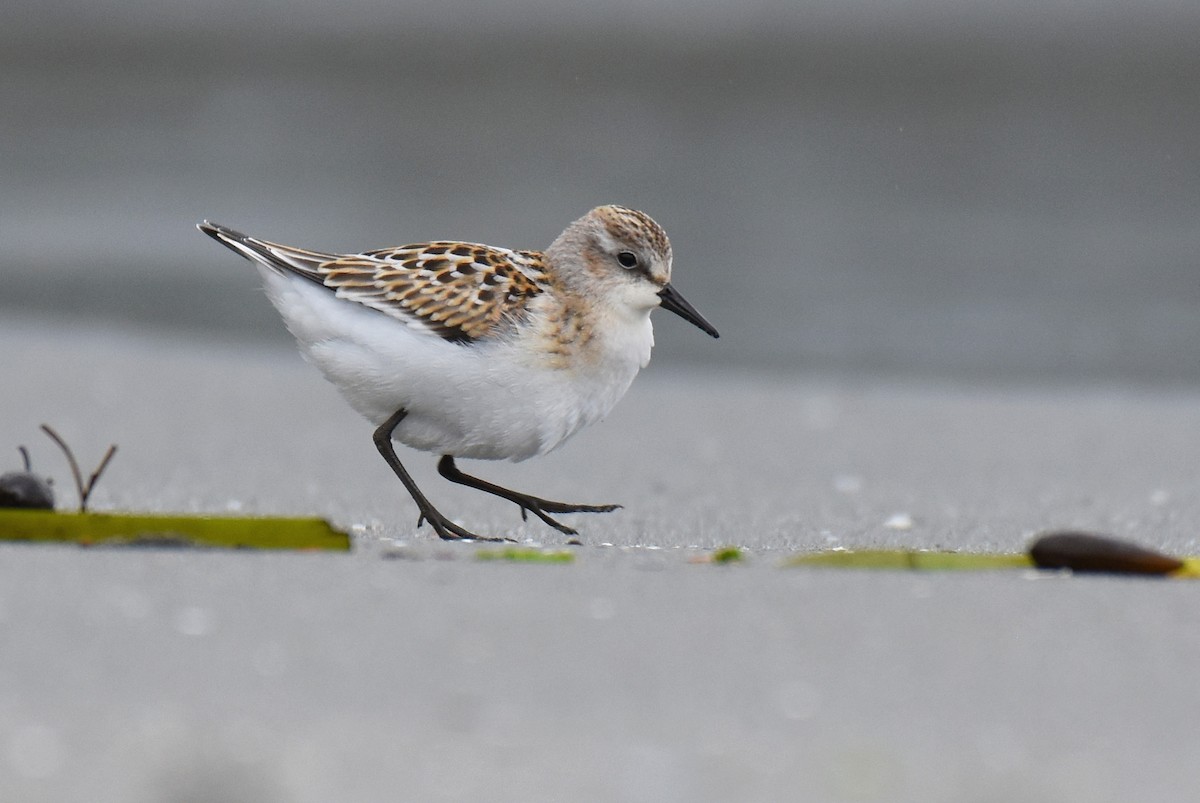 Little Stint - ML175188151