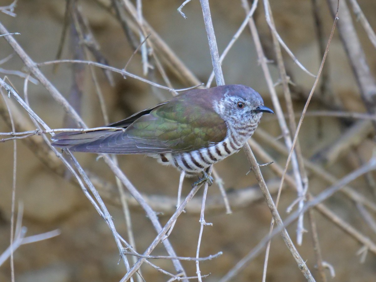 Shining Bronze-Cuckoo - Frank Coman