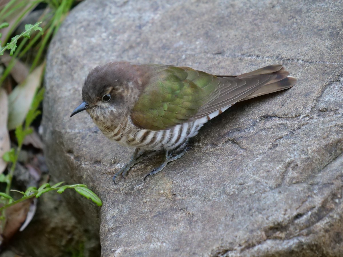 Shining Bronze-Cuckoo - Frank Coman