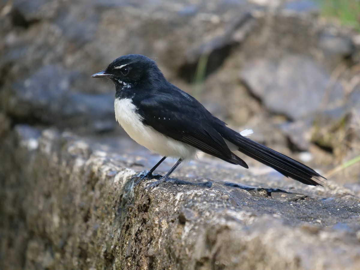Willie-wagtail - Frank Coman