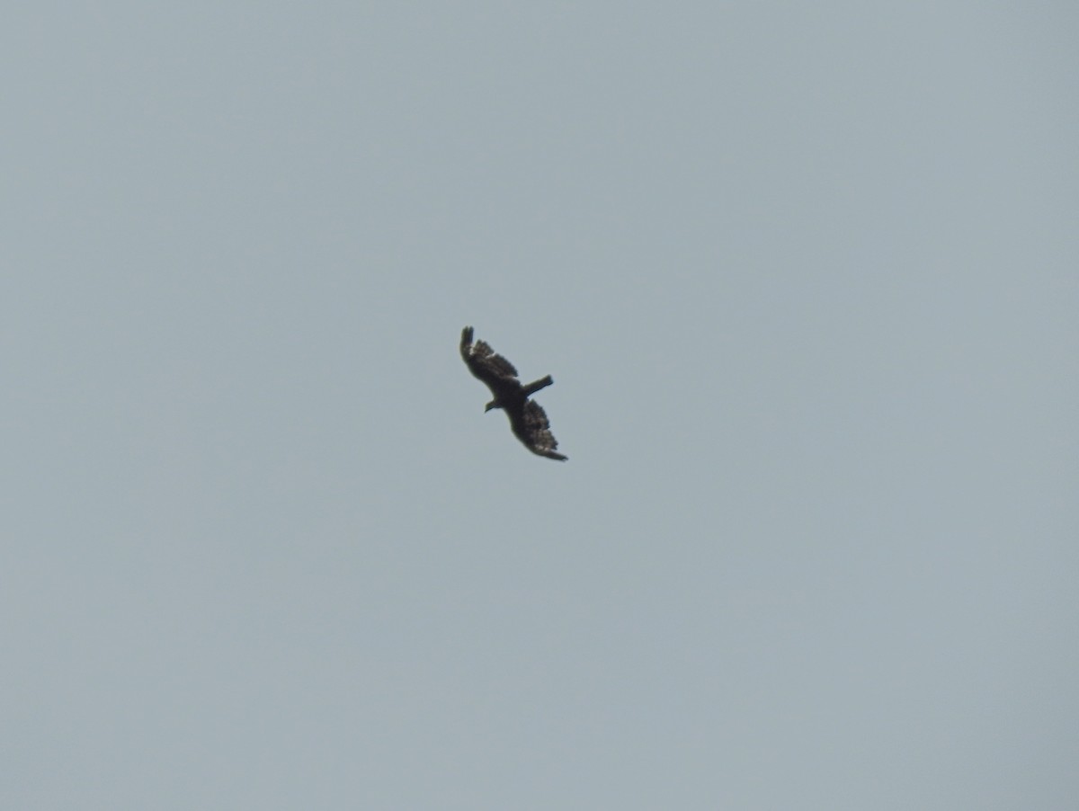 Oriental Honey-buzzard (Sunda) - ML175191251