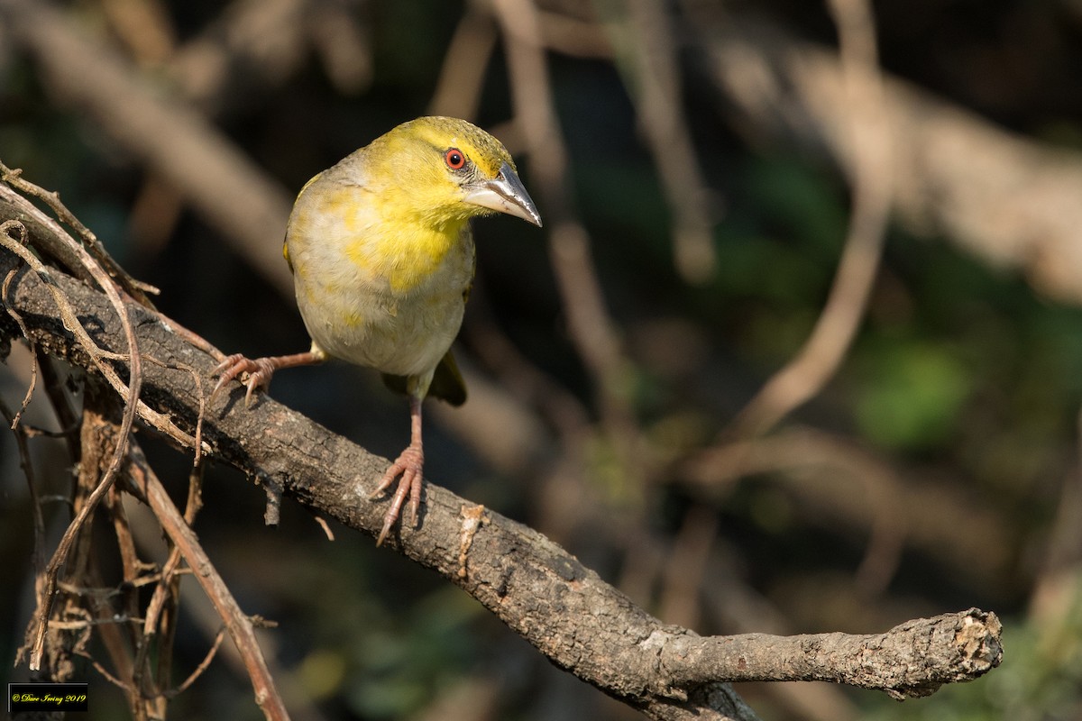 Southern Masked-Weaver - ML175191741