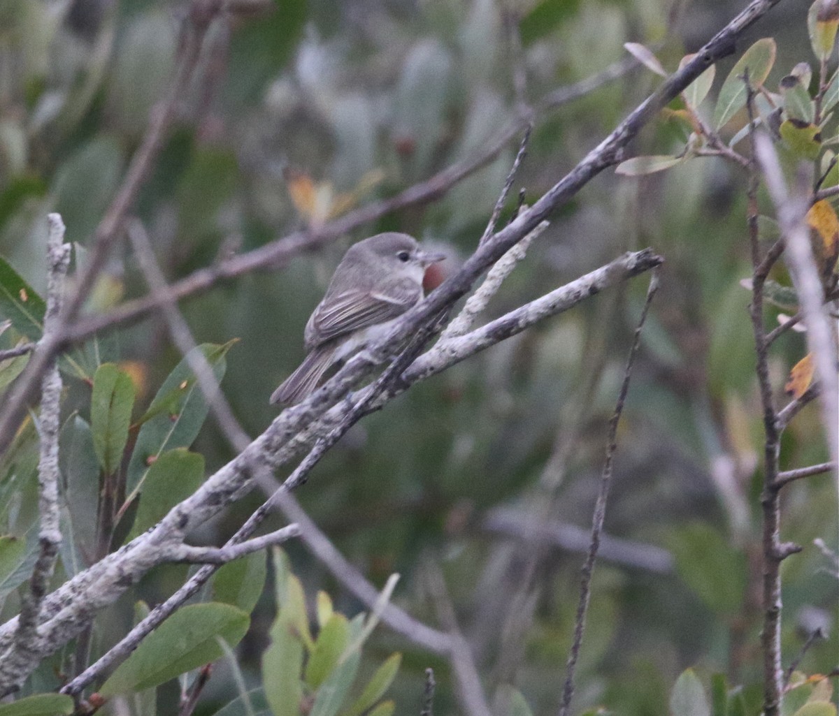 Bell's Vireo - ML175192751