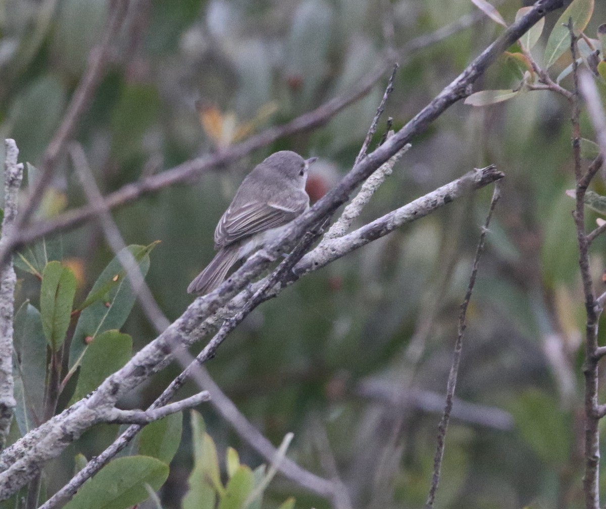 Bell's Vireo - ML175192801