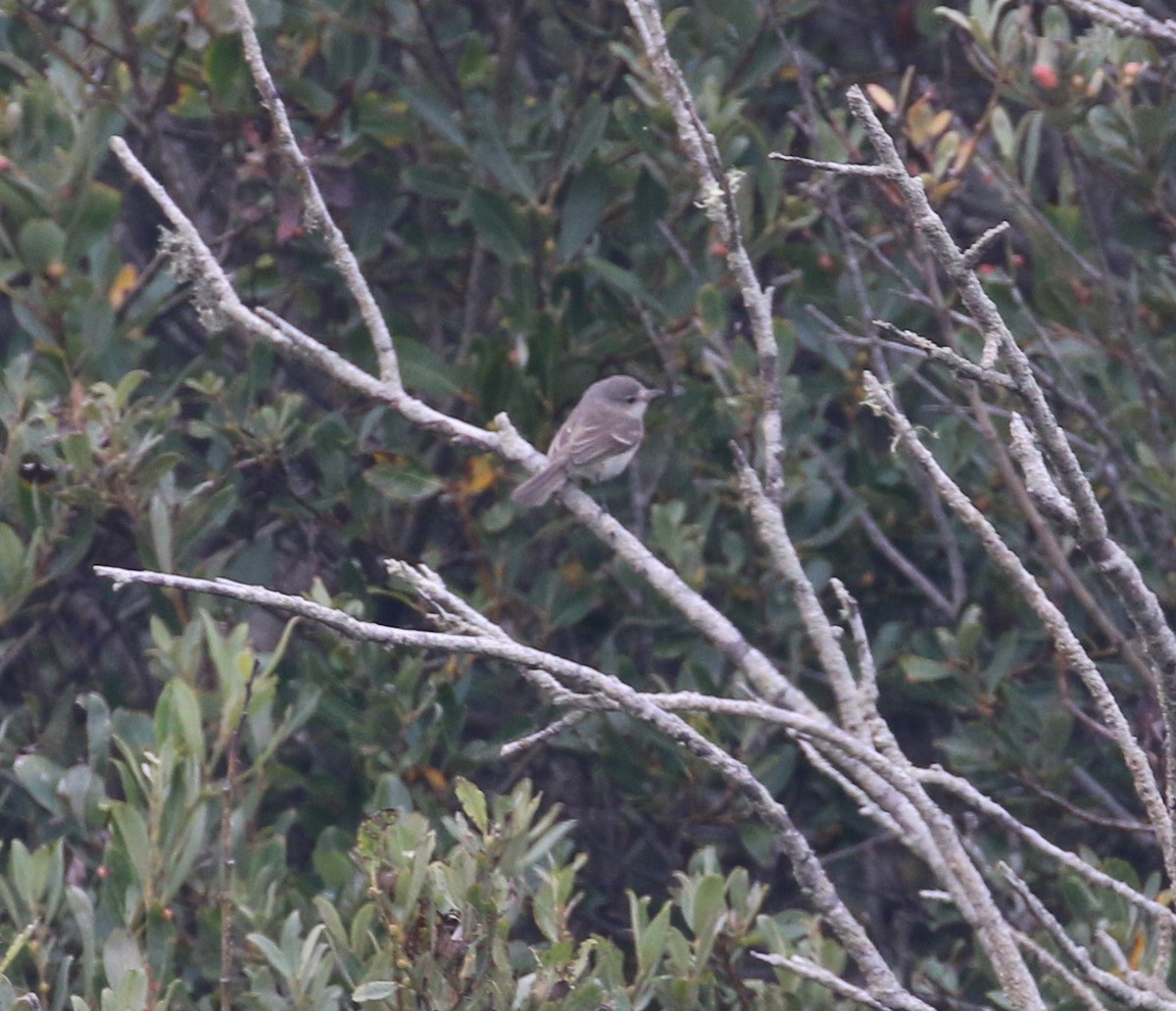 Bell's Vireo - ML175192811