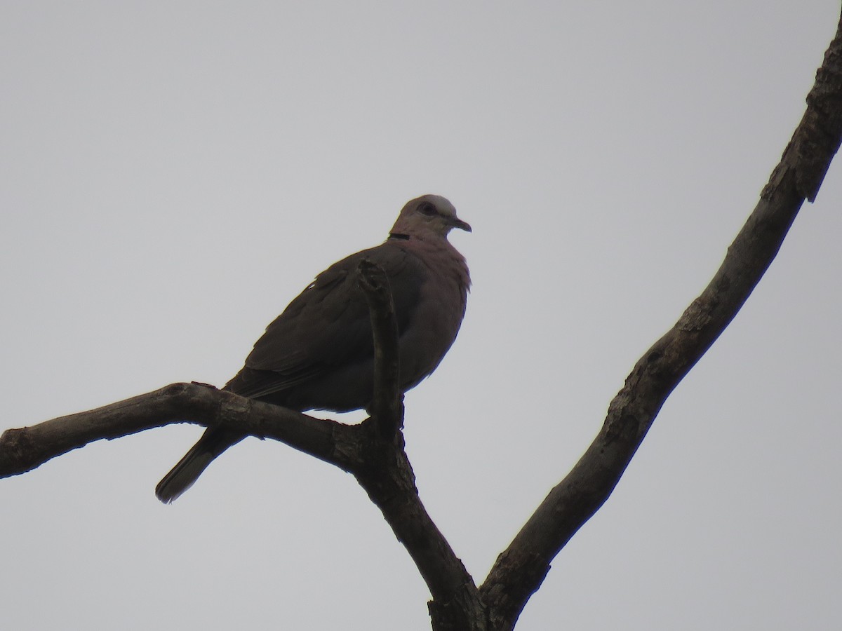 Red-eyed Dove - Thomas Brooks