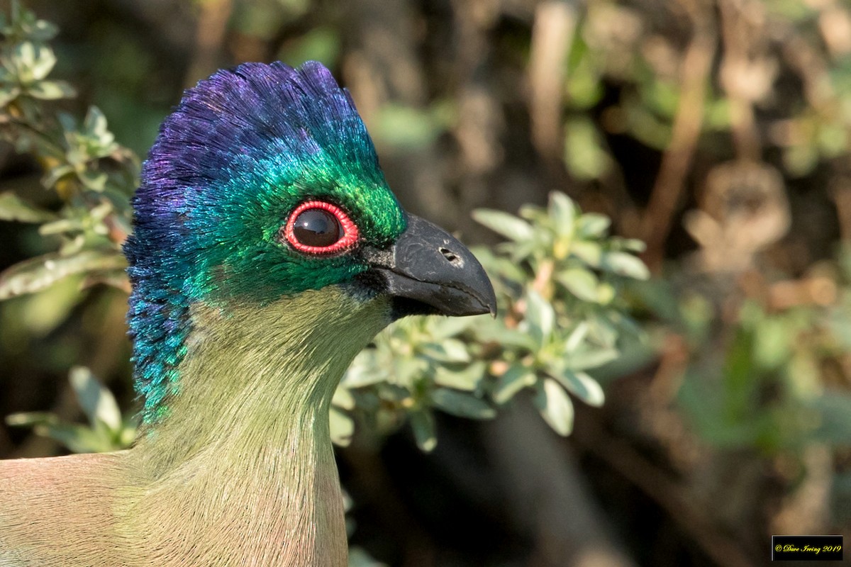 Purple-crested Turaco - David Irving