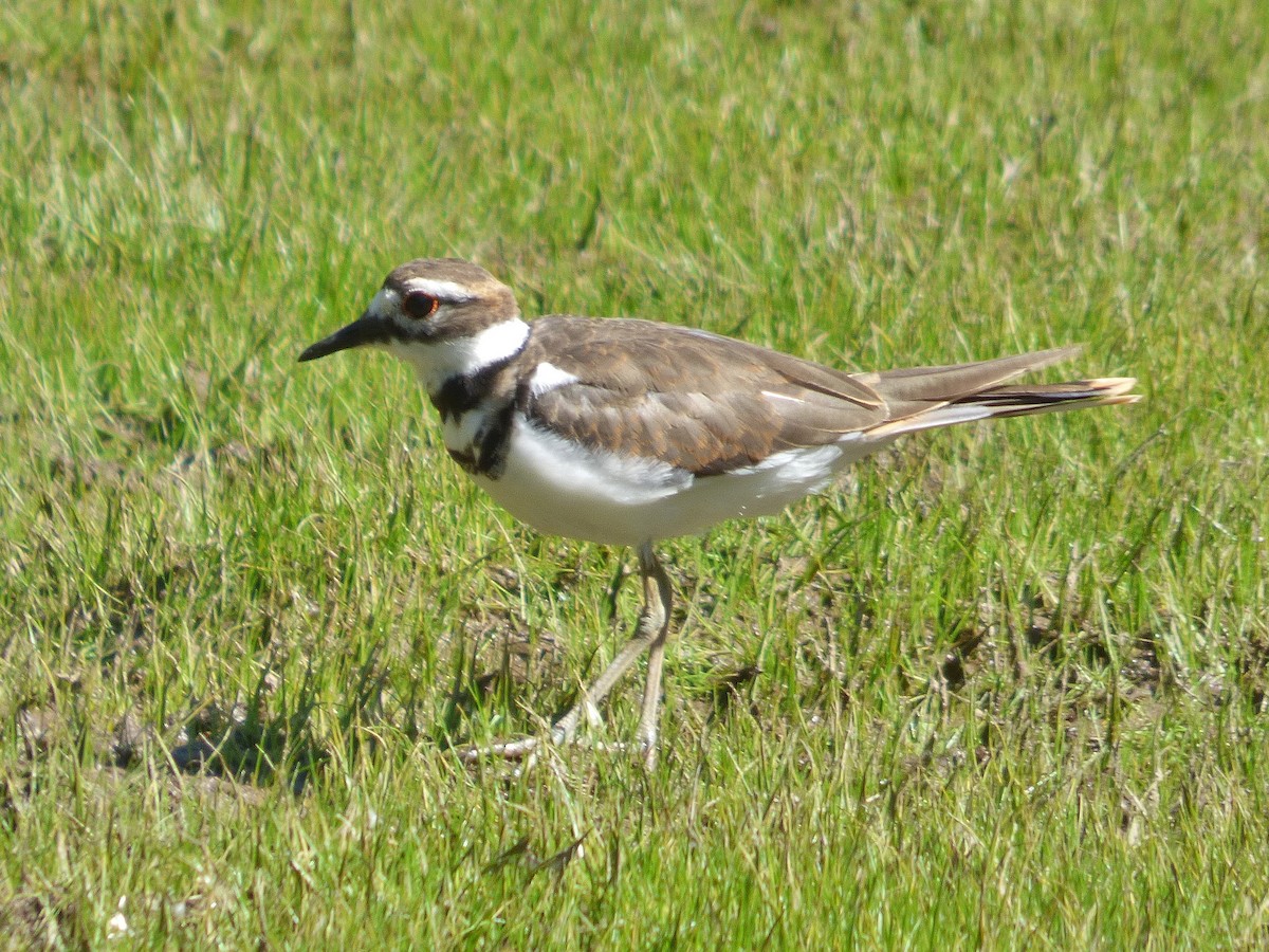 Killdeer - ML175194411