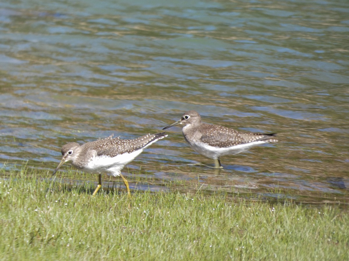 Solitary Sandpiper - ML175194441