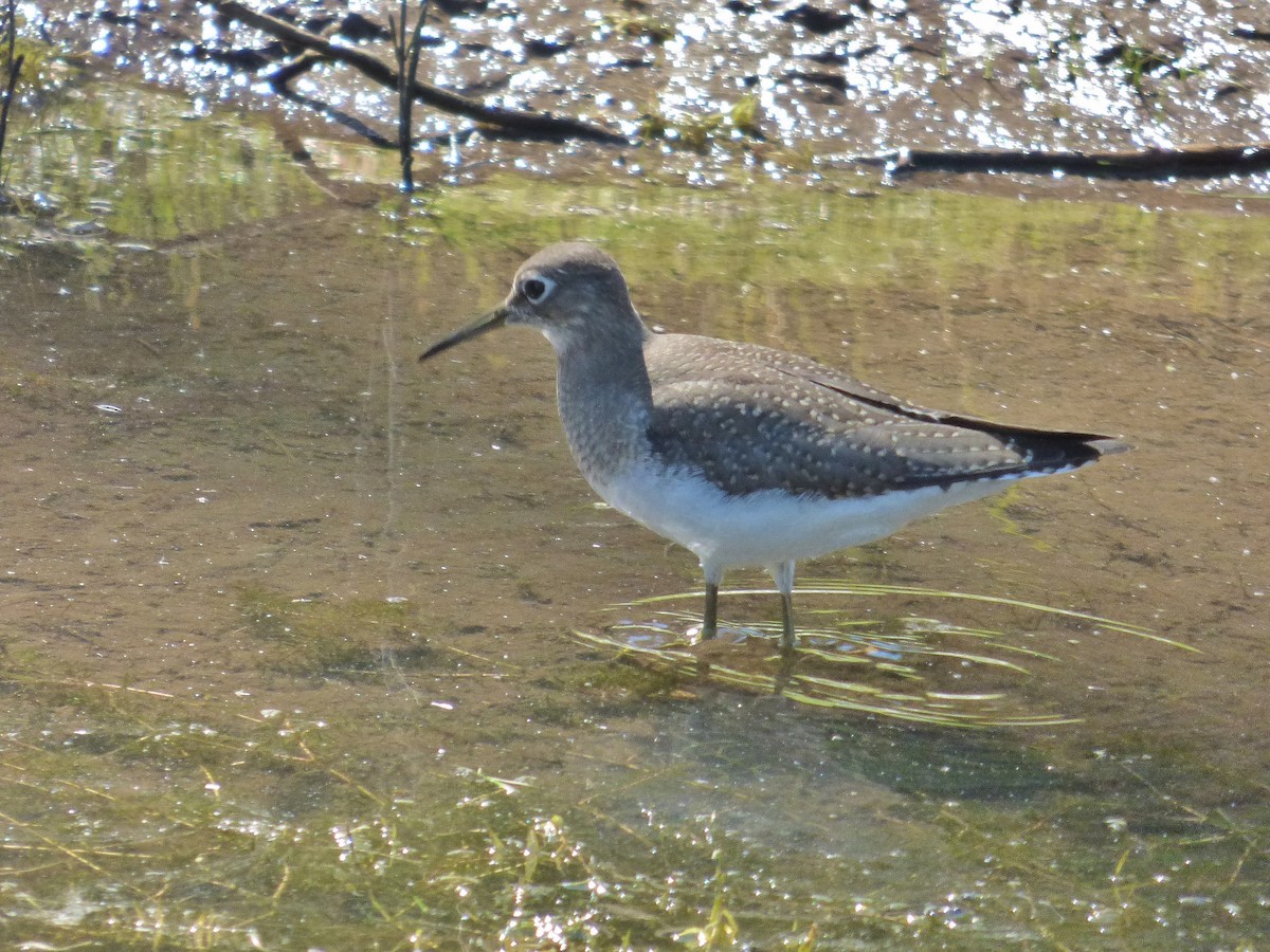 Solitary Sandpiper - ML175194581