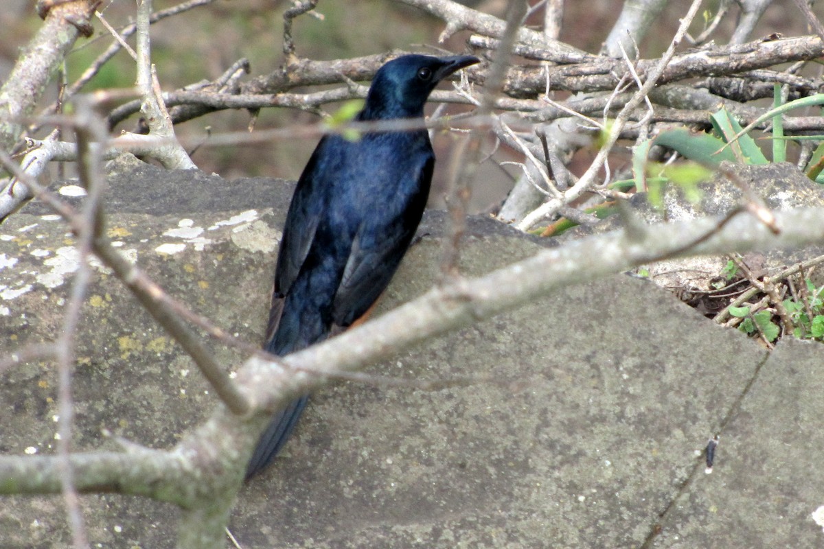 Red-winged Starling - ML175195371