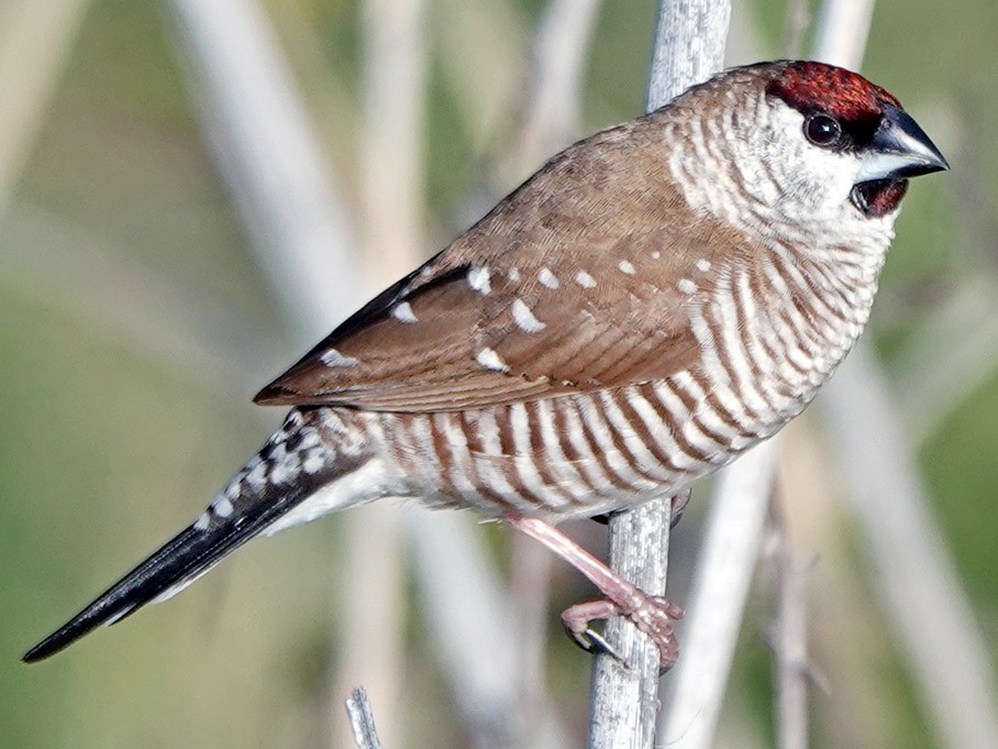 サクラスズメ - eBird