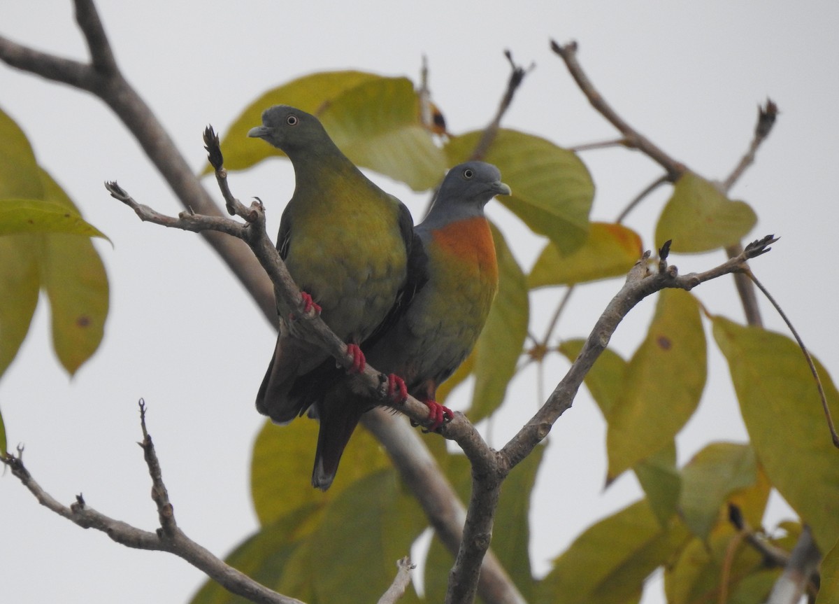 Little Green-Pigeon - Pam Rasmussen