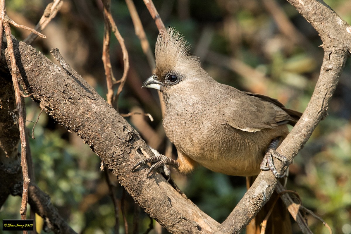 Speckled Mousebird - ML175197171