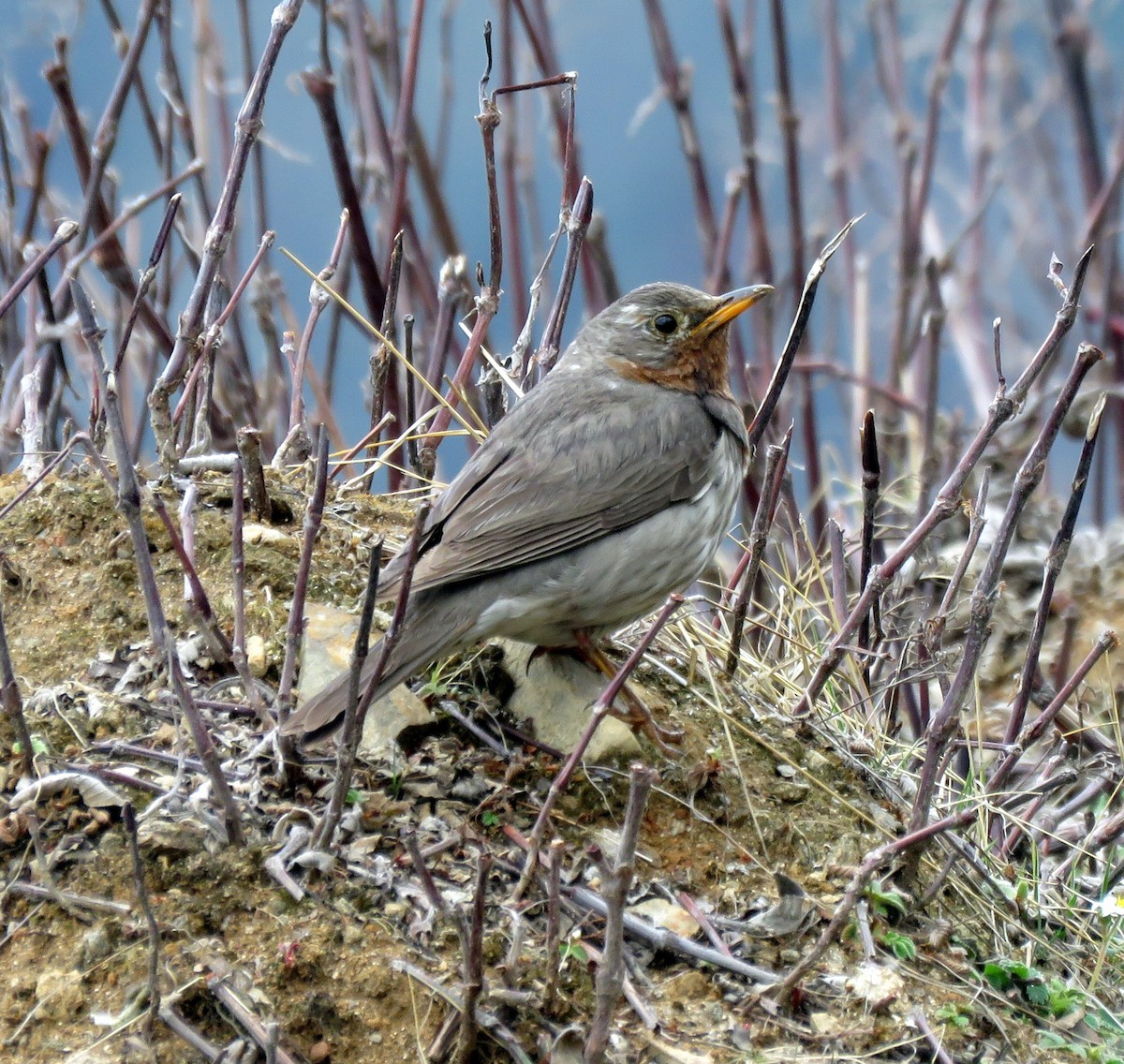 Rotkehldrossel - ML175197761