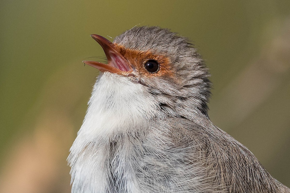 Superb Fairywren - Terence Alexander