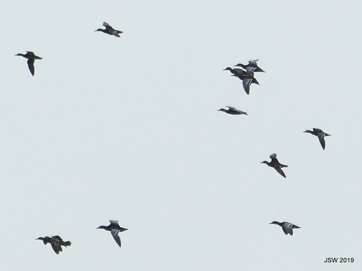 Garganey - Jaswinder Waraich