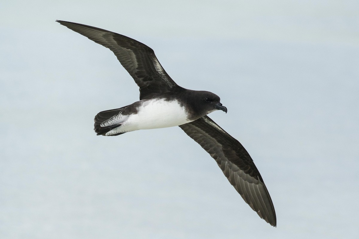 Phoenix Petrel - Eric VanderWerf