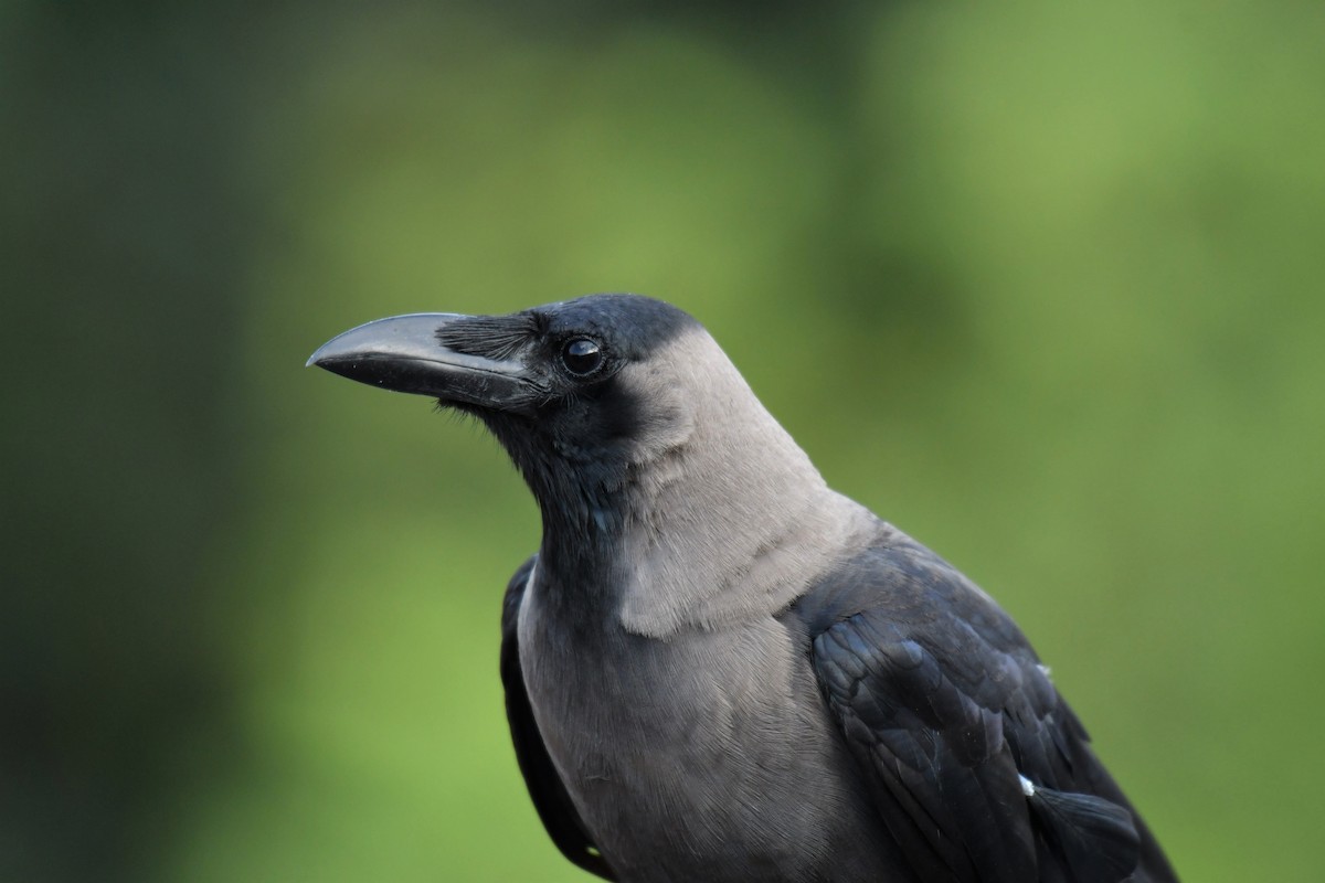 House Crow - ML175204041