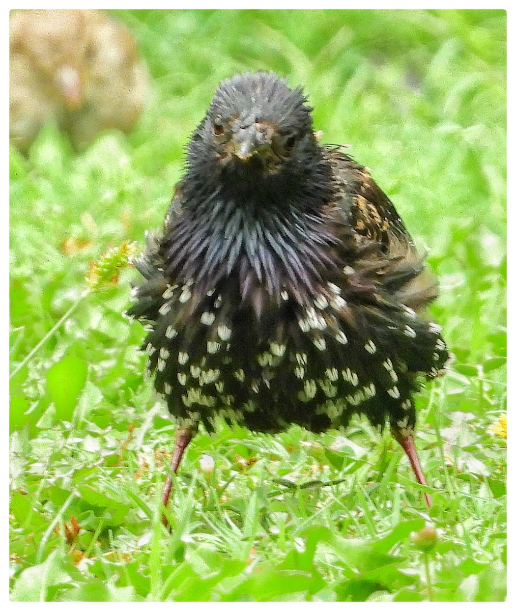 European Starling - ML175204981