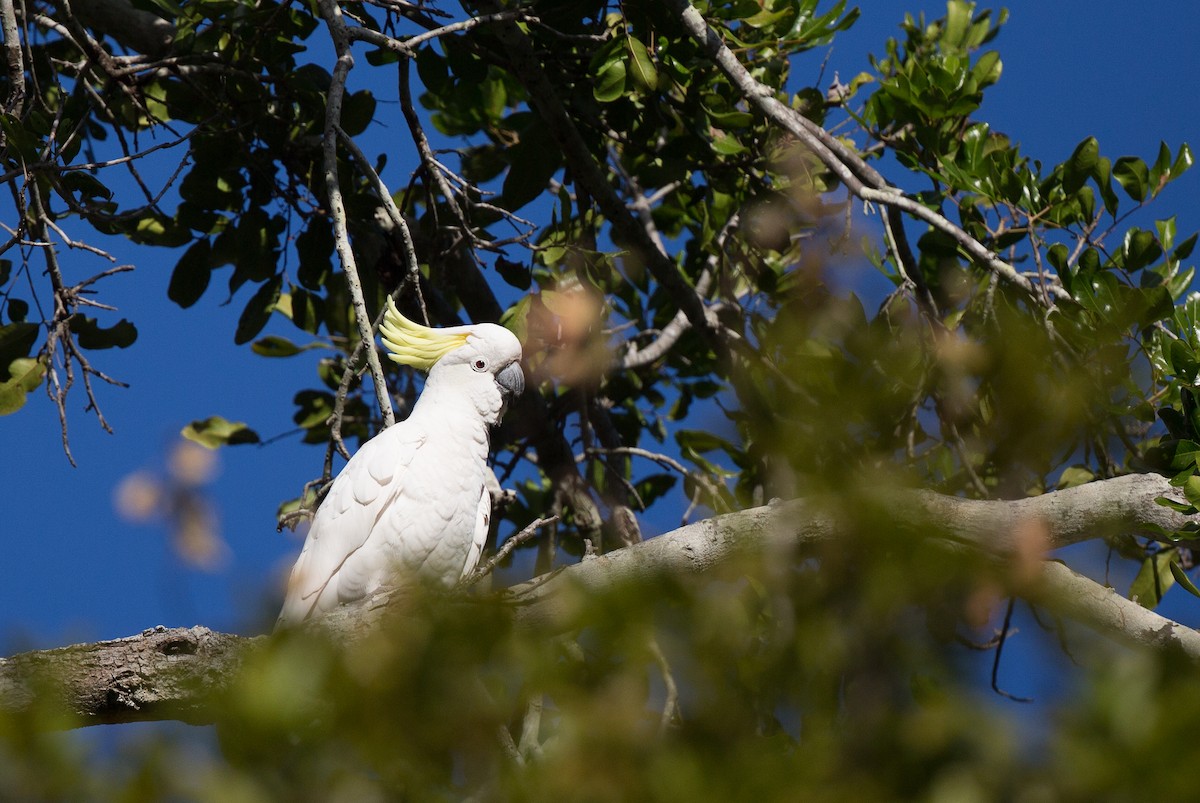 Большой желтохохлый какаду - ML175206551