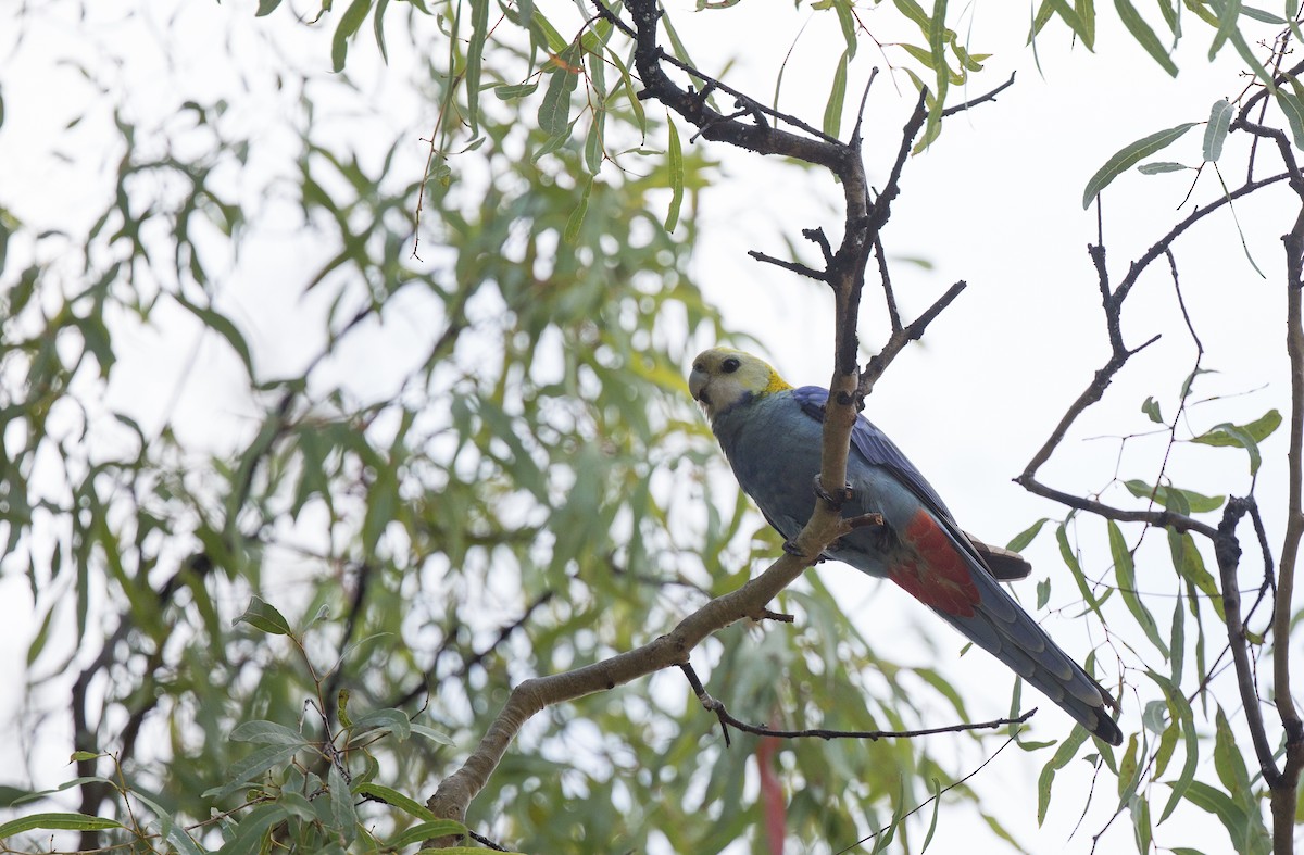 Бледноголовая розелла - ML175206591