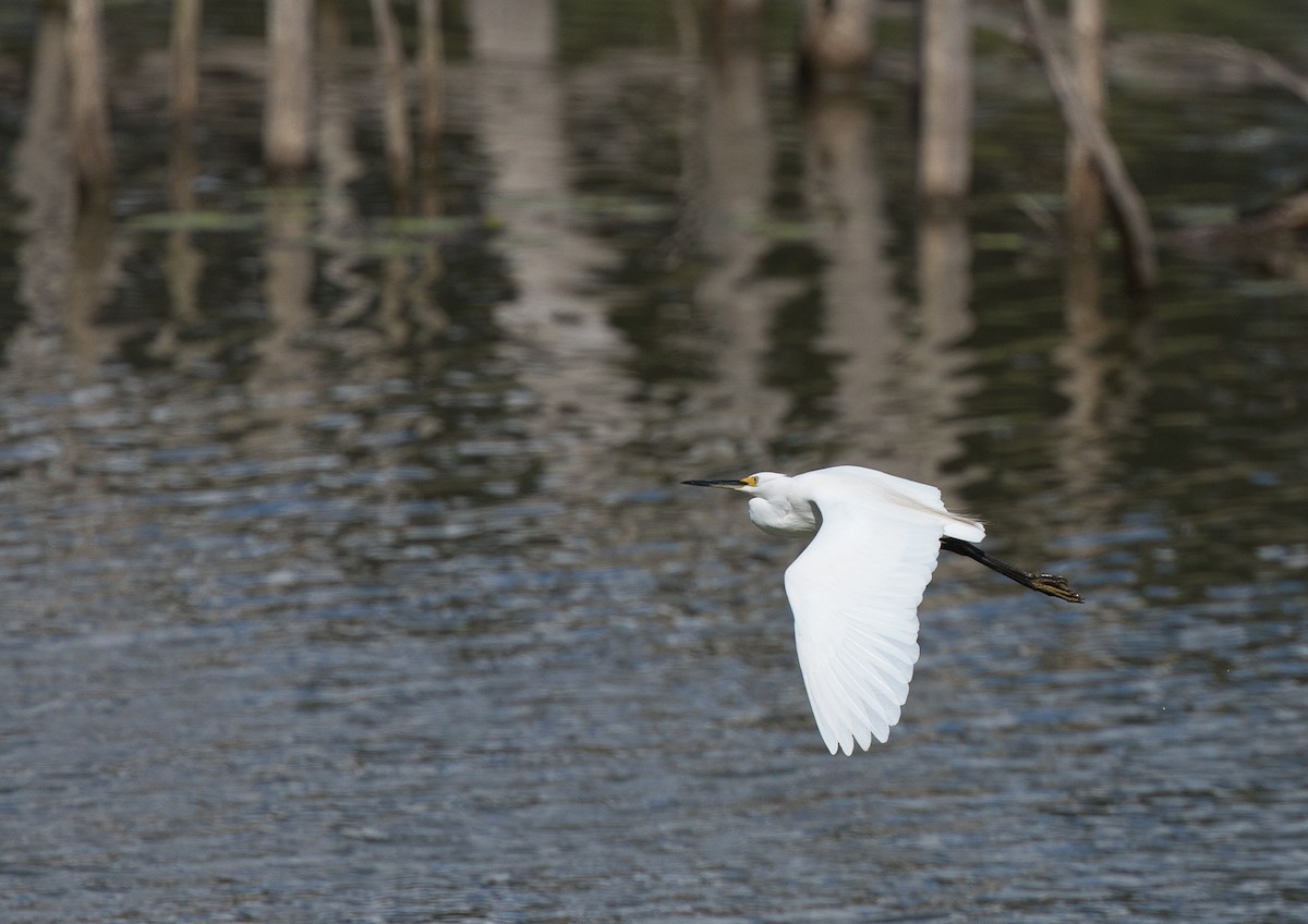 Little Egret - Geoff Dennis