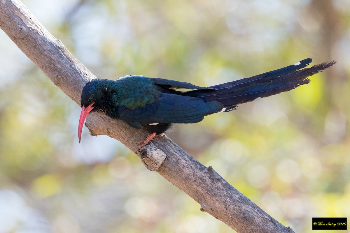 Green Woodhoopoe - David Irving