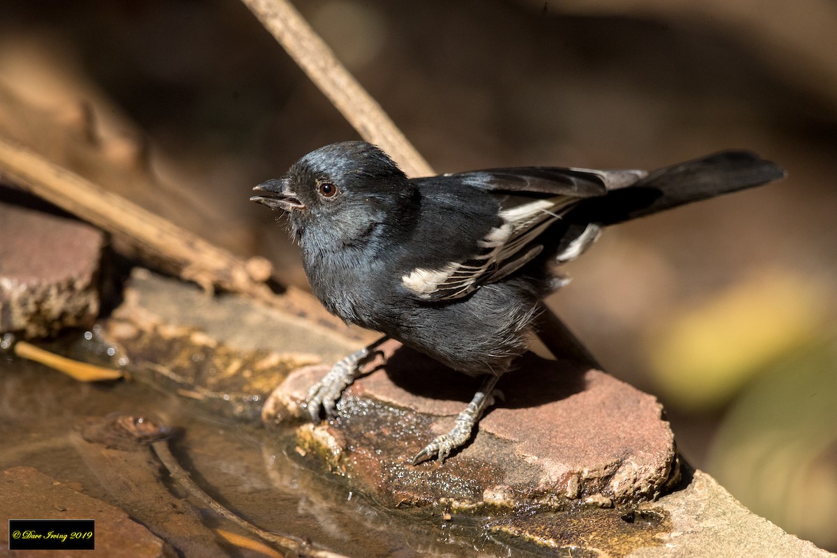 Mésange nègre - ML175207991