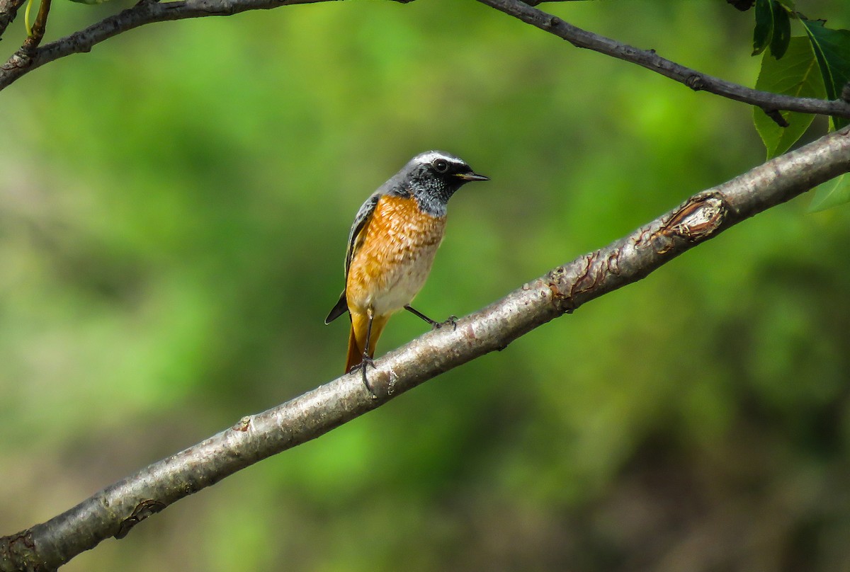 Common Redstart - ML175208571