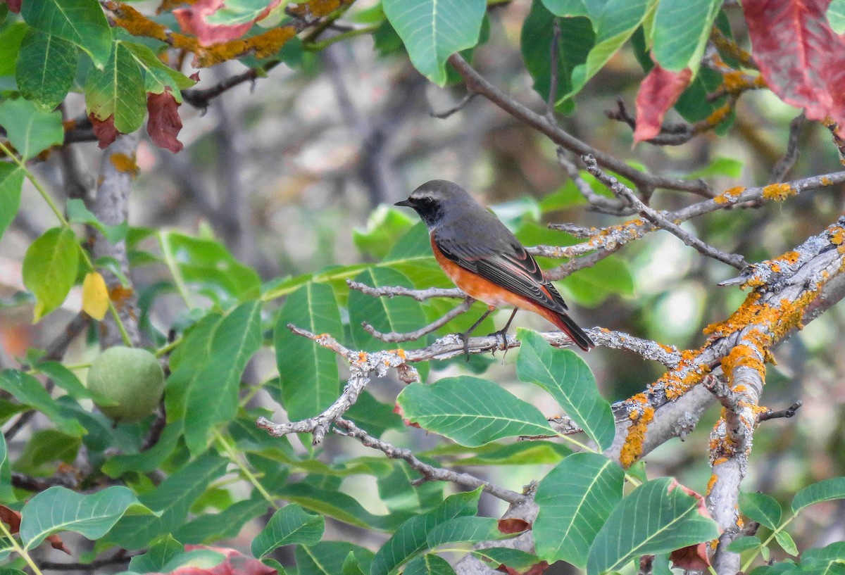 Common Redstart - ML175208601