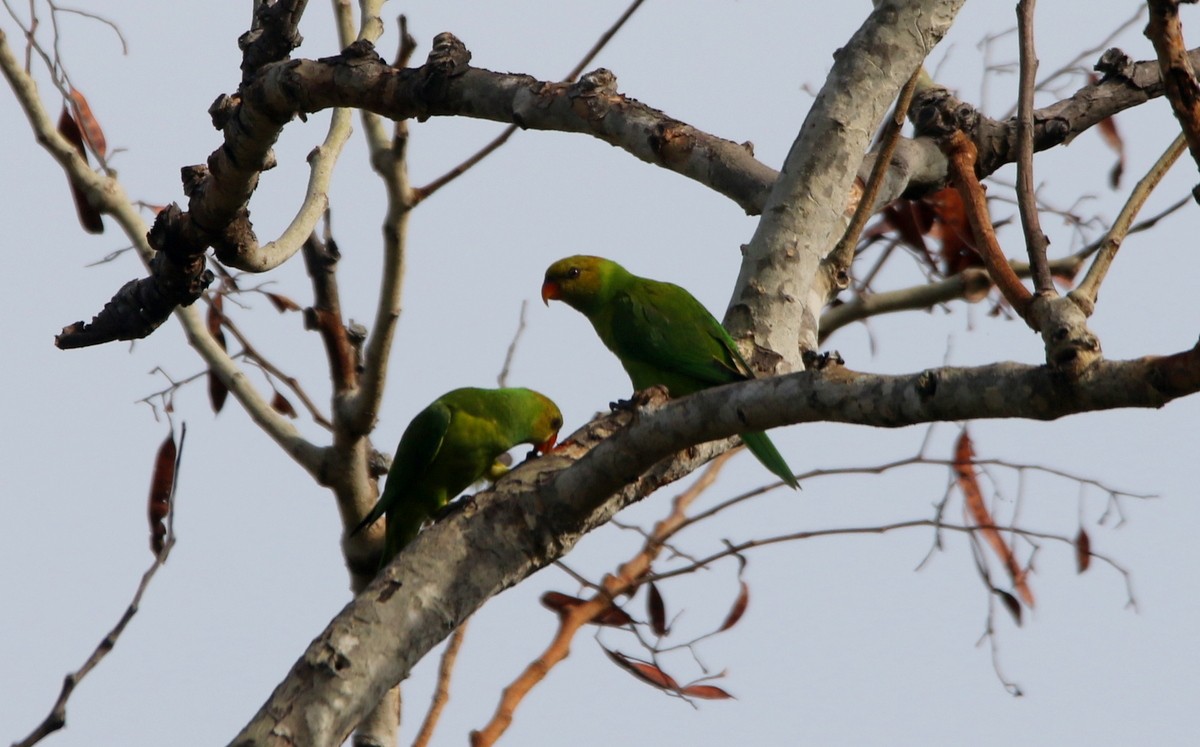 Olive-headed Lorikeet - Yovie Jehabut